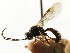  (Exenterus pini - CNCHYM 04496)  @11 [ ] CreativeCommons - Attribution (2011) CNC/CBG Photography Group Centre for Biodiversity Genomics