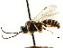  (Exenterus platypes - CNCHYM 04498)  @11 [ ] CreativeCommons - Attribution (2011) CNC/CBG Photography Group Centre for Biodiversity Genomics
