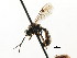  ( - CNCHYM 04500)  @11 [ ] CreativeCommons - Attribution (2011) CNC/CBG Photography Group Centre for Biodiversity Genomics
