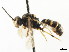  ( - CNCHYM 04501)  @11 [ ] CreativeCommons - Attribution (2011) CNC/CBG Photography Group Centre for Biodiversity Genomics