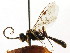  (Exenterus tricolor - CNCHYM 04502)  @14 [ ] CreativeCommons - Attribution (2011) CNC/CBG Photography Group Centre for Biodiversity Genomics