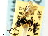  (Exenterus tsugae - CNCHYM 04507)  @11 [ ] CreativeCommons - Attribution (2011) CNC/CBG Photography Group Centre for Biodiversity Genomics
