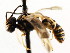  ( - CNCHYM 04518)  @13 [ ] CreativeCommons - Attribution (2011) CNC/CBG Photography Group Centre for Biodiversity Genomics