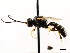  ( - CNCHYM 04520)  @11 [ ] CreativeCommons - Attribution (2011) CNC/CBG Photography Group Centre for Biodiversity Genomics