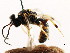  (Exenterus walleyi - CNCHYM 04521)  @13 [ ] CreativeCommons - Attribution (2011) CNC/CBG Photography Group Centre for Biodiversity Genomics
