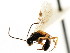  ( - CNCHYM 04742)  @11 [ ] CreativeCommons - Attribution (2011) CNC/CBG Photography Group Centre for Biodiversity Genomics