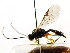  (Polyblastus tener - CNCHYM 04745)  @11 [ ] CreativeCommons - Attribution (2011) CNC/CBG Photography Group Centre for Biodiversity Genomics