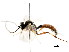  ( - CNCHYM 04757)  @13 [ ] CreativeCommons - Attribution (2011) CNC/CBG Photography Group Centre for Biodiversity Genomics