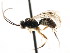  ( - CNCHYM 04758)  @11 [ ] CreativeCommons - Attribution (2011) CNC/CBG Photography Group Centre for Biodiversity Genomics