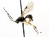 ( - CNCHYM 04761)  @14 [ ] CreativeCommons - Attribution (2011) CNC/CBG Photography Group Centre for Biodiversity Genomics