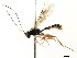  (Chiloplatys dmitrii - CNCHYM 04765)  @14 [ ] CreativeCommons - Attribution (2011) CNC/CBG Photography Group Centre for Biodiversity Genomics