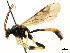  ( - CNCHYM 04799)  @11 [ ] CreativeCommons - Attribution (2011) CNC/CBG Photography Group Centre for Biodiversity Genomics
