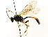  ( - CNCHYM 04800)  @11 [ ] CreativeCommons - Attribution (2011) CNC/CBG Photography Group Centre for Biodiversity Genomics