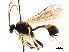  ( - CNCHYM 04801)  @11 [ ] CreativeCommons - Attribution (2011) CNC/CBG Photography Group Centre for Biodiversity Genomics