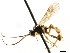  ( - CNCHYM 04808)  @11 [ ] CreativeCommons - Attribution (2011) CNC/CBG Photography Group Centre for Biodiversity Genomics