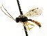  ( - CNCHYM 04810)  @11 [ ] CreativeCommons - Attribution (2011) CNC/CBG Photography Group Centre for Biodiversity Genomics