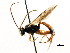  ( - CNCHYM 04812)  @13 [ ] CreativeCommons - Attribution (2011) CNC/CBG Photography Group Centre for Biodiversity Genomics