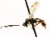  ( - CNCHYM 04816)  @11 [ ] CreativeCommons - Attribution (2011) CNC/CBG Photography Group Centre for Biodiversity Genomics