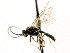  ( - CNCHYM 04822)  @11 [ ] CreativeCommons - Attribution (2011) CNC/CBG Photography Group Centre for Biodiversity Genomics