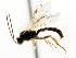  ( - CNCHYM 04826)  @11 [ ] CreativeCommons - Attribution (2011) CNC/CBG Photography Group Centre for Biodiversity Genomics