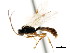  (Ctenochira deplanata - CNCHYM 04827)  @11 [ ] CreativeCommons - Attribution (2011) CNC/CBG Photography Group Centre for Biodiversity Genomics