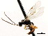  ( - CNCHYM 04828)  @11 [ ] CreativeCommons - Attribution (2011) CNC/CBG Photography Group Centre for Biodiversity Genomics