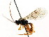  (Ctenochira extricata - CNCHYM 04831)  @11 [ ] CreativeCommons - Attribution (2011) CNC/CBG Photography Group Centre for Biodiversity Genomics
