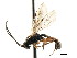  ( - CNCHYM 04836)  @11 [ ] CreativeCommons - Attribution (2011) CNC/CBG Photography Group Centre for Biodiversity Genomics