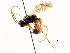  ( - CNCHYM 04839)  @11 [ ] CreativeCommons - Attribution (2011) CNC/CBG Photography Group Centre for Biodiversity Genomics