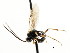  ( - CNCHYM 04843)  @11 [ ] CreativeCommons - Attribution (2011) CNC/CBG Photography Group Centre for Biodiversity Genomics
