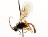  ( - CNCHYM 04844)  @11 [ ] CreativeCommons - Attribution (2011) CNC/CBG Photography Group Centre for Biodiversity Genomics