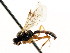  ( - CNCHYM 04846)  @11 [ ] CreativeCommons - Attribution (2011) CNC/CBG Photography Group Centre for Biodiversity Genomics
