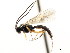  ( - CNCHYM 04847)  @11 [ ] CreativeCommons - Attribution (2011) CNC/CBG Photography Group Centre for Biodiversity Genomics