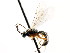  ( - CNCHYM 04848)  @11 [ ] CreativeCommons - Attribution (2011) CNC/CBG Photography Group Centre for Biodiversity Genomics