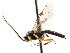  ( - CNCHYM 04849)  @11 [ ] CreativeCommons - Attribution (2011) CNC/CBG Photography Group Centre for Biodiversity Genomics