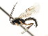 ( - CNCHYM 04850)  @11 [ ] CreativeCommons - Attribution (2011) CNC/CBG Photography Group Centre for Biodiversity Genomics