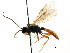 ( - CNCHYM 04856)  @11 [ ] CreativeCommons - Attribution (2011) CNC/CBG Photography Group Centre for Biodiversity Genomics