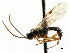  ( - CNCHYM 04860)  @11 [ ] CreativeCommons - Attribution (2011) CNC/CBG Photography Group Centre for Biodiversity Genomics