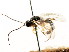  (Ctenochira populi - CNCHYM 04872)  @11 [ ] CreativeCommons - Attribution (2011) CNC/CBG Photography Group Centre for Biodiversity Genomics
