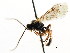  (Ctenochira subcrassa - CNCHYM 04888)  @11 [ ] CreativeCommons - Attribution (2011) CNC/CBG Photography Group Centre for Biodiversity Genomics