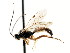  ( - CNCHYM 04890)  @11 [ ] CreativeCommons - Attribution (2011) CNC/CBG Photography Group Centre for Biodiversity Genomics