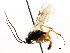  ( - CNCHYM 04892)  @11 [ ] CreativeCommons - Attribution (2011) CNC/CBG Photography Group Centre for Biodiversity Genomics