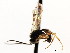 ( - CNCHYM 04895)  @11 [ ] CreativeCommons - Attribution (2011) CNC/CBG Photography Group Centre for Biodiversity Genomics
