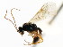  ( - CNCHYM 04897)  @11 [ ] CreativeCommons - Attribution (2011) CNC/CBG Photography Group Centre for Biodiversity Genomics