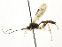 (Dyspetes praerogator - CNCHYM 04985)  @14 [ ] CreativeCommons - Attribution (2011) CNC/CBG Photography Group Centre for Biodiversity Genomics