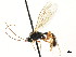  ( - CNCHYM 04987)  @13 [ ] CreativeCommons - Attribution (2011) CNC/CBG Photography Group Centre for Biodiversity Genomics