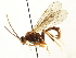  ( - CNCHYM 04990)  @11 [ ] CreativeCommons - Attribution (2011) CNC/CBG Photography Group Centre for Biodiversity Genomics