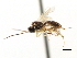  ( - CNCHYM 04994)  @11 [ ] CreativeCommons - Attribution (2011) CNC/CBG Photography Group Centre for Biodiversity Genomics
