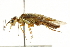  (Acantholyda angulata - CNCHYM 02016)  @14 [ ] CreativeCommons - Attribution (2011) CNC/CBG Photography Group Centre for Biodiversity Genomics