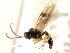  ( - CNCHYM 04996)  @13 [ ] CreativeCommons - Attribution (2011) CNC/CBG Photography Group Centre for Biodiversity Genomics